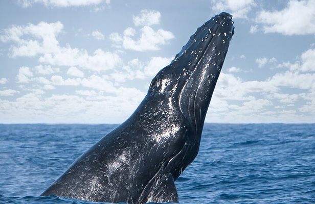 Kohola Whale Watching Excursion