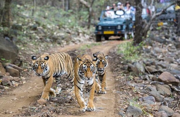 Private Guided Full-Day Ranthambore National Park Tour from Jaipur