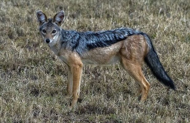 6 Days: Samburu Park, Lake Nakuru Park, Maasai Mara N Reserve