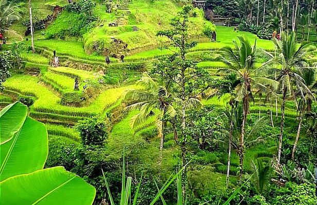 Ubud Cultural & Nature Tour: Temple, Waterfall and Rice Terrace