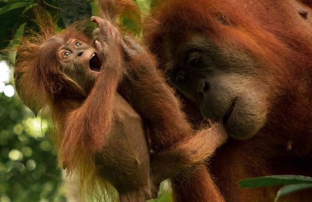 3-DAYS Jungle Trekking ( SEE ORANG UTAN) & Rafting l Bukit Lawang