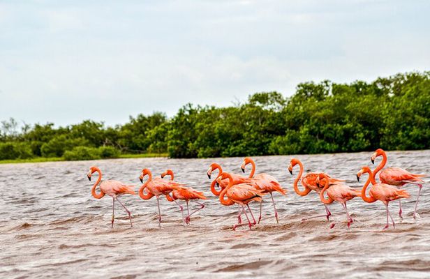 Nature tour by boat in the Natural Reserve in Río Lagartos
