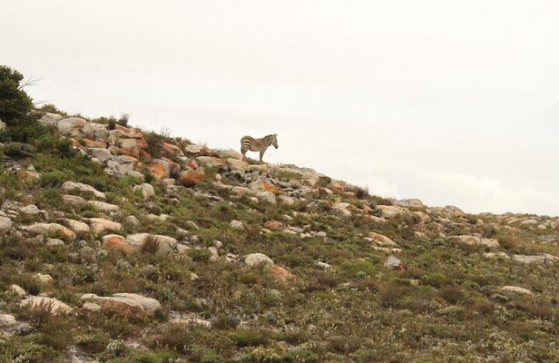Cape Point and Cape of Good Hope day tour Up to 10 persons