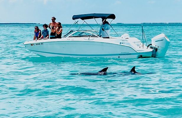 Dolphin & Snorkel
