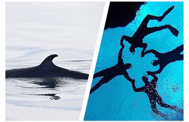 Top-Rated Snorkeling in Silfra & Whale Watching | Self-Drive from Reykjavik