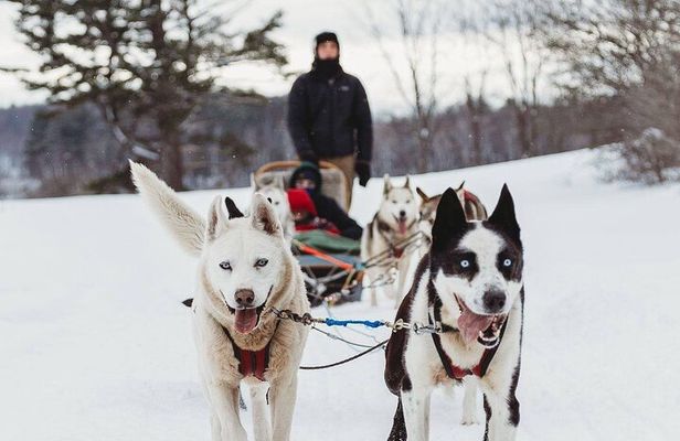 Ultimate Dog Sledding Tour
