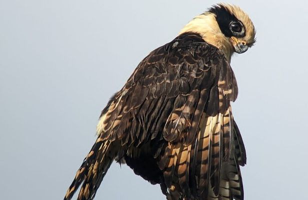 3 Hours Uvita Bird Watching Oro Verde