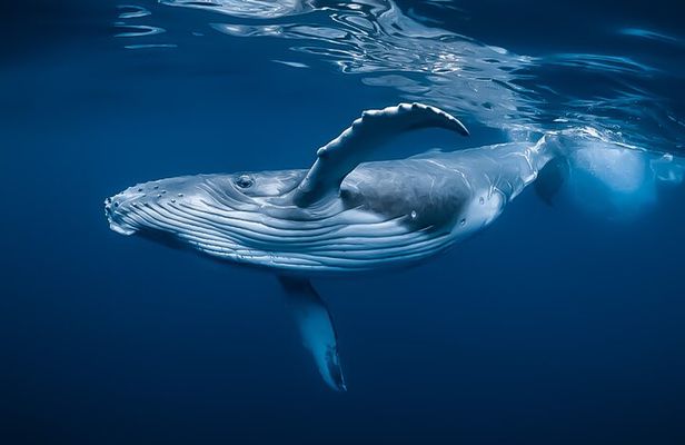 Whale Watching Tour - Big Island, Hawaii