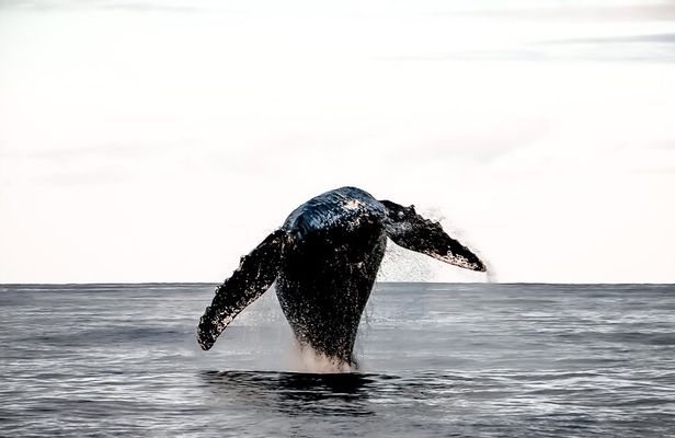 Whale Watching Tour - Big Island, Hawaii 