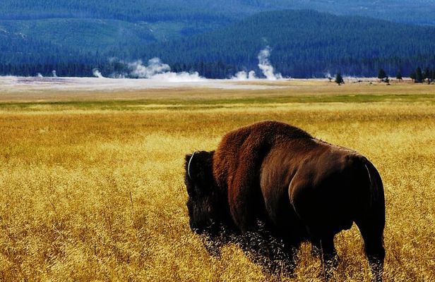 Guided Yellowstone Wildlife Tour