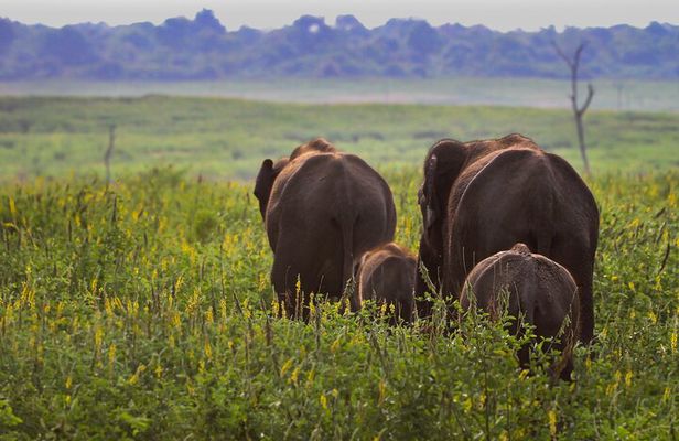 Day Excursions To Udawalawe National Park From Negombo