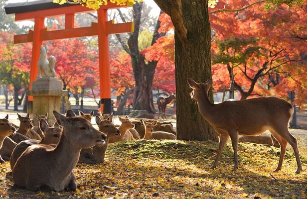 Private Nara Tour with Government Licensed Guide & Vehicle (Osaka Departure)