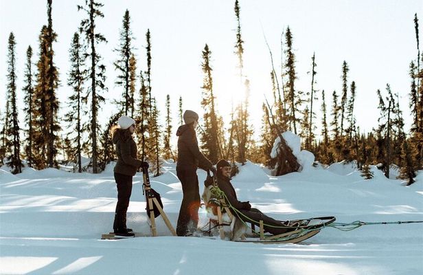 Winter Dog Sled Tour: Day or Night.