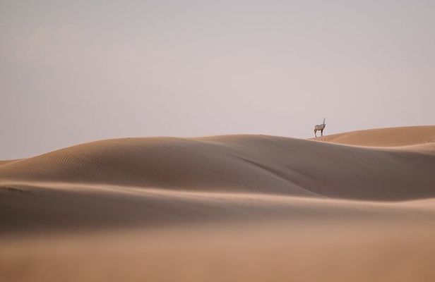 Best of Arabia in 1 day
