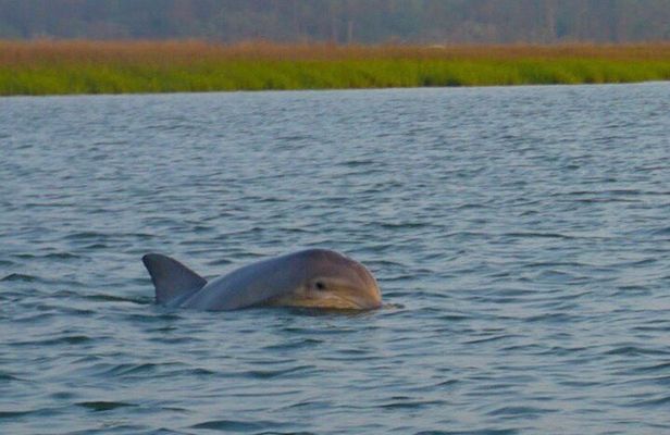 Hilton Head Island Sunset Dolphin Tour