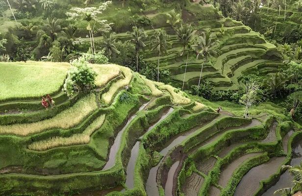 Bali Tour : Best Attractions in Ubud with Rice Terrace