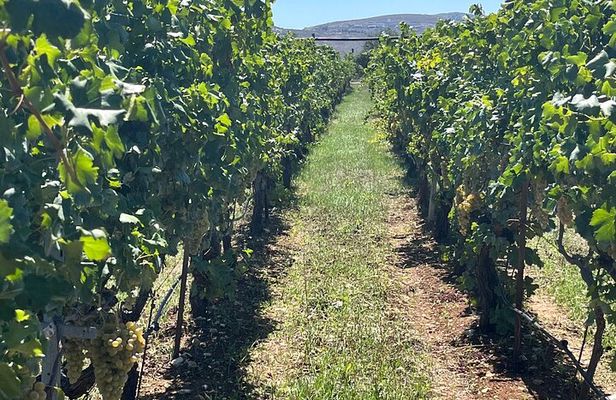 Semi-Private Wine Tour of 2 wineries with wine Tastings