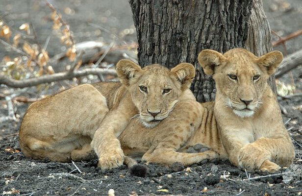 2-Day Selous (Nyerere National Park) Fly-In Safari from Zanzibar
