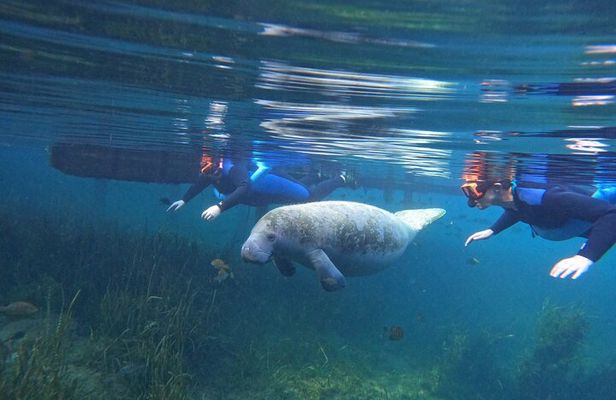 Small Group Manatee Swim Tour With Free Photos