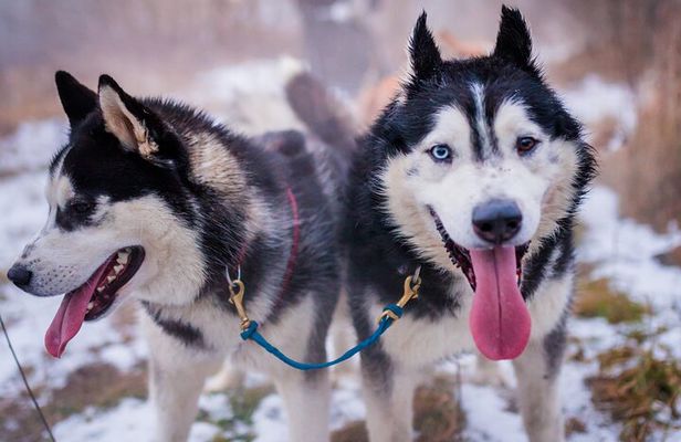 Kraków Full Dog Sled Ride 