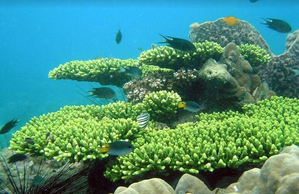 Half-day Snorkeling Experience in Phu Quoc Island