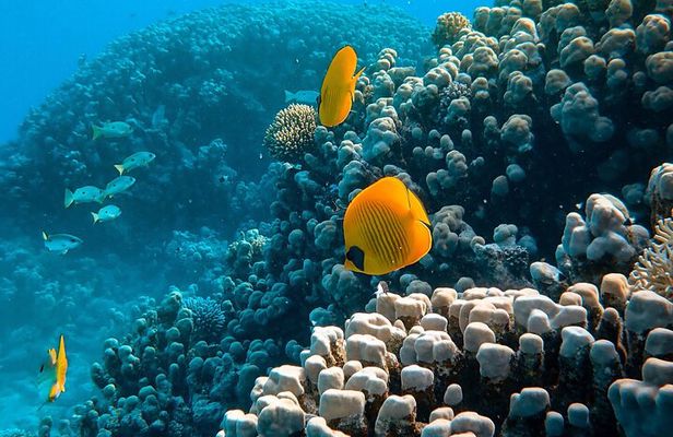 Maafushi: Full Day Snorkeling and Island Hopping Experience