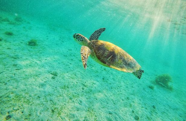 Shared Port Barton Island Hopping Tour with Turtle Watching