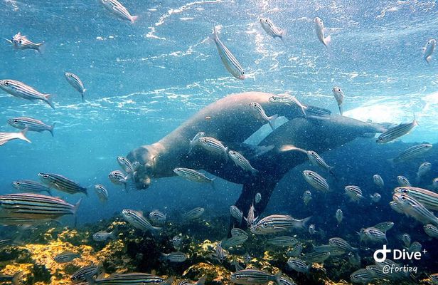 Full day Snorkeling Tour Santa Fe Island and Playa Escondida