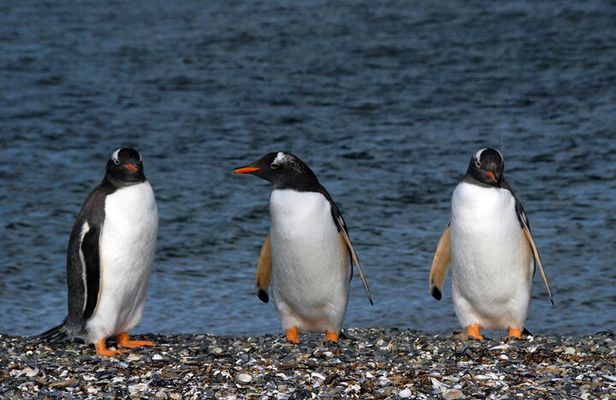 Catamaran Tour through the Beagle Channel and Penguins in Isla Martillo