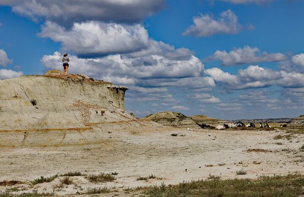 Half Day Chasing Horses Wildlife Photography Experience in North Dakota