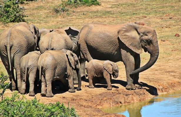 4 Day Pvt Garden Route & Addo National Park Safari From CapeTown