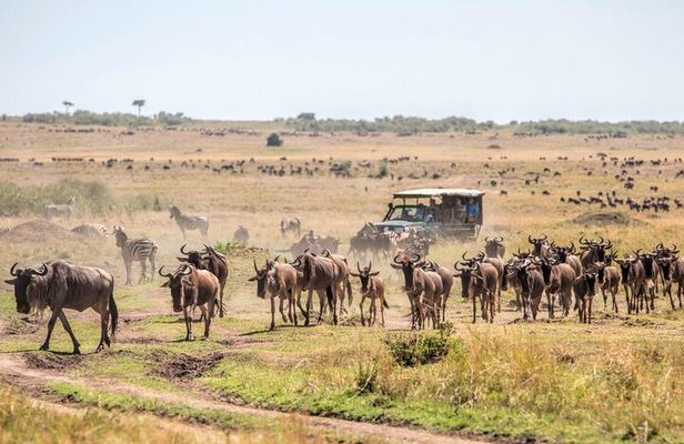 6-Day Private Landcruiser Safari to Masai Mara, Nakuru & Amboseli
