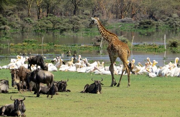 5-Day Masai Mara Lake Nakuru and Naivasha Small-group Safari Tour