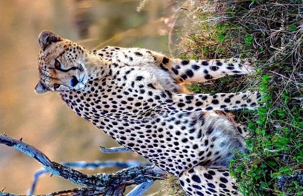 3-Day Masai Mara and Naivasha Hell's Gate National Park-Safari