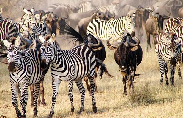 3Days Safari to Tarangire Ngorongoro and manyara lodge safari