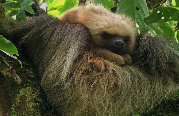 Explore the Magic Monteverde Cloud Forest