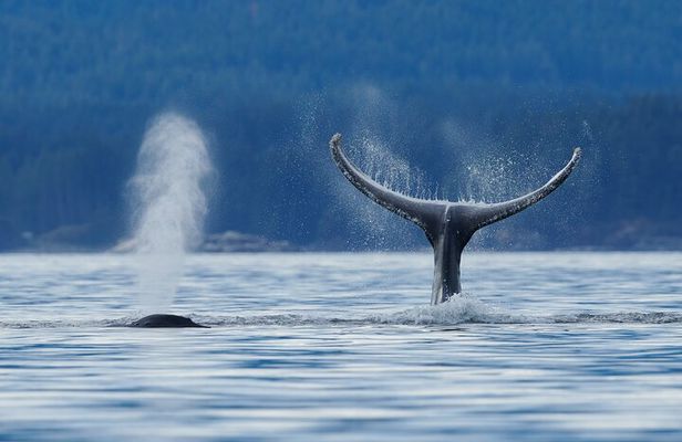 4 hr Into The Wild Whales & Wildlife Adventure