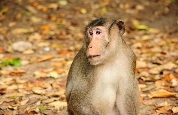 Vam Sat Mangrove Forest - VIP Private Tour