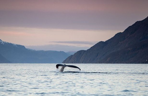 Small Group Whale Watching by RIB