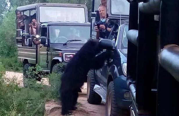 Private Day Tour in Yala National Park with Lunch