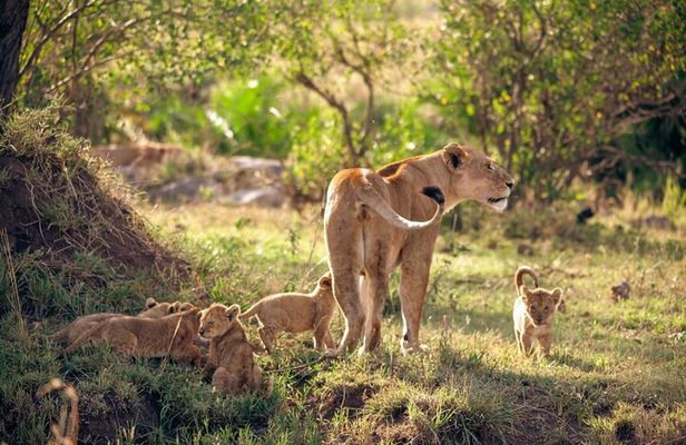 4 Days Tanzania Budget Safari