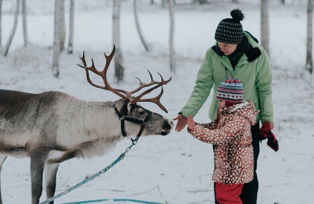 Family day: Reindeer, Husky and Snowmobiling in Levi