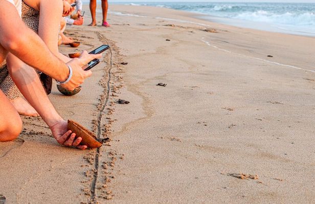 Baby Sea Turtle Release Tour in Puerto Escondido
