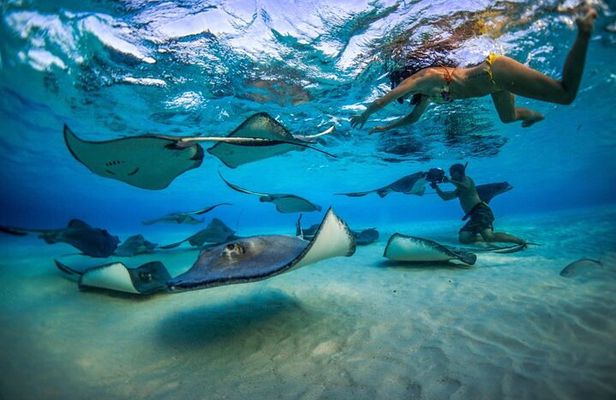 2-stop Adventure: Stingray City and snorkeling at Cayman Reefs