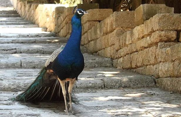 PRIVATE EXCURSION-Butterfly Valley, 7Springs and Filerimos Hill