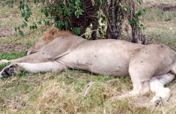 Nakuru National Park Day Tour with Optional Boat Ride Lake Naivasha