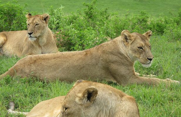 5-Day Lake Manyara, Serengeti, Ngorongoro Crater and Tarangire