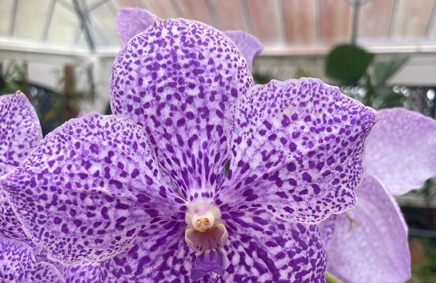 Botanical Experience at Rio de Janeiro Botanical Garden
