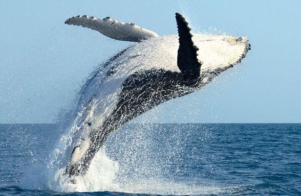 Whale Watching and Sunrise Breakfast Cruise in Honolulu