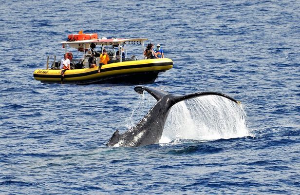 Whale Watching Maui: 2-Hour Small Group Raft Tour from Lahaina